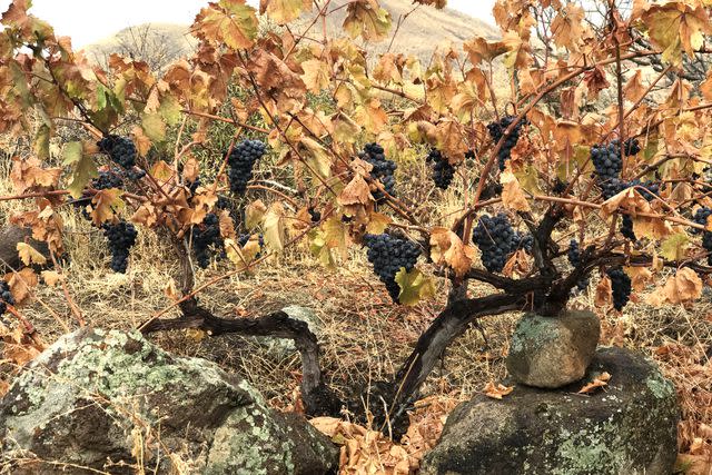 Armenia Is Producing Some of the World’s Most Interesting Wines